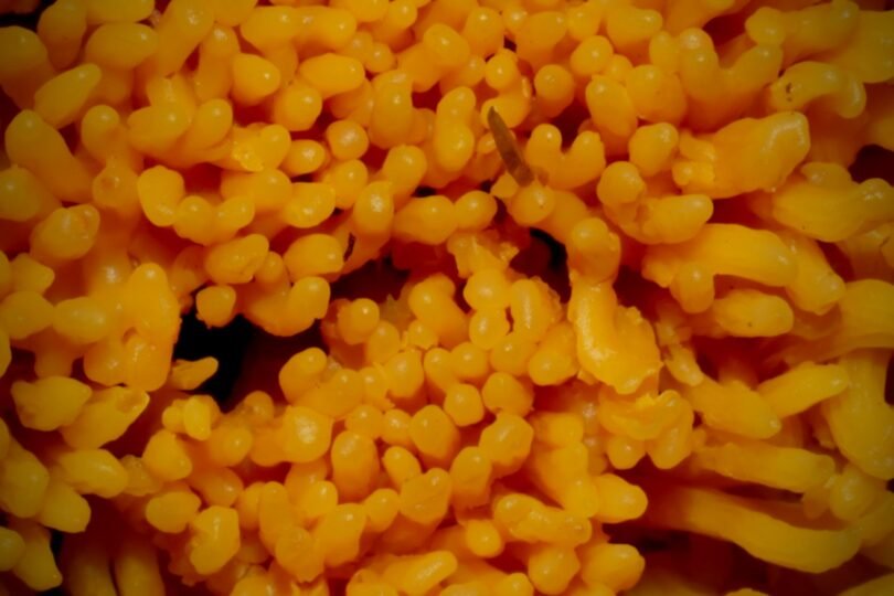 fibermaxxing