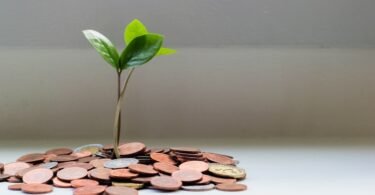 green plant on brown round coins